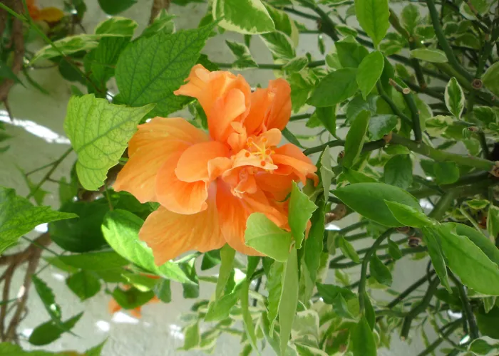 Caribe Cozumel